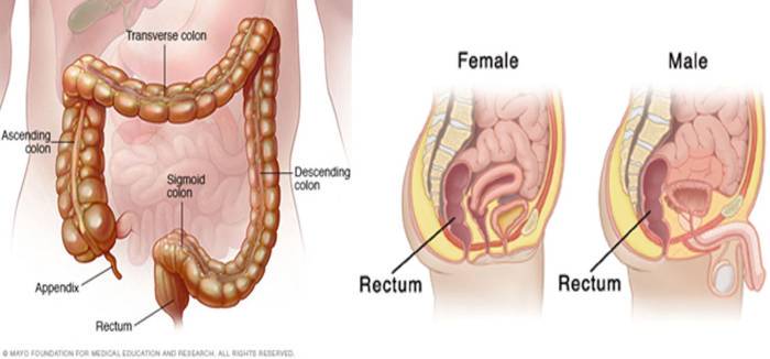 12 Reasons You Never Knew Behind Rectal pain | Hill Regional Hospital